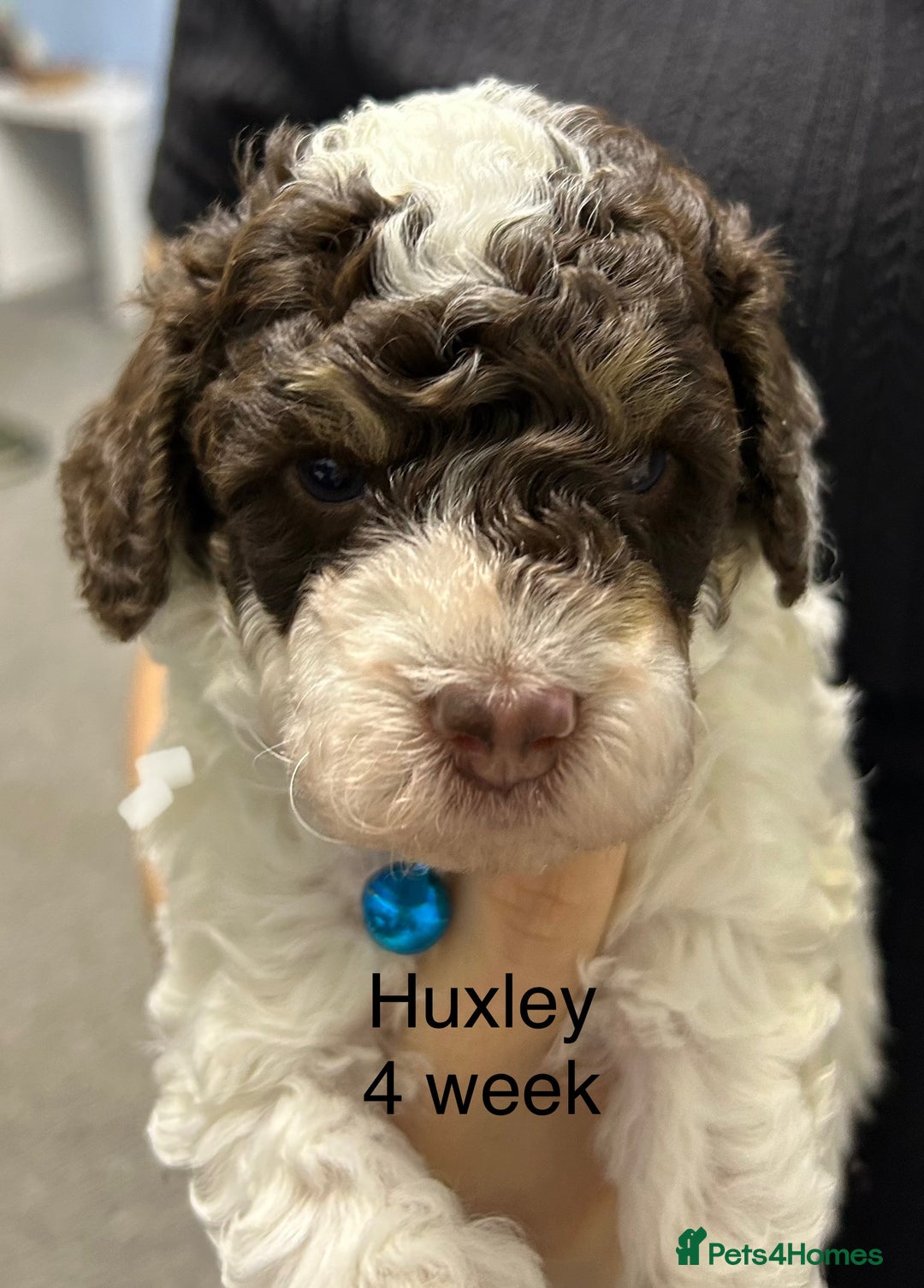 Toy Poodle dogs for sale: Toy poodle boy chocolate and white  - Advert 12