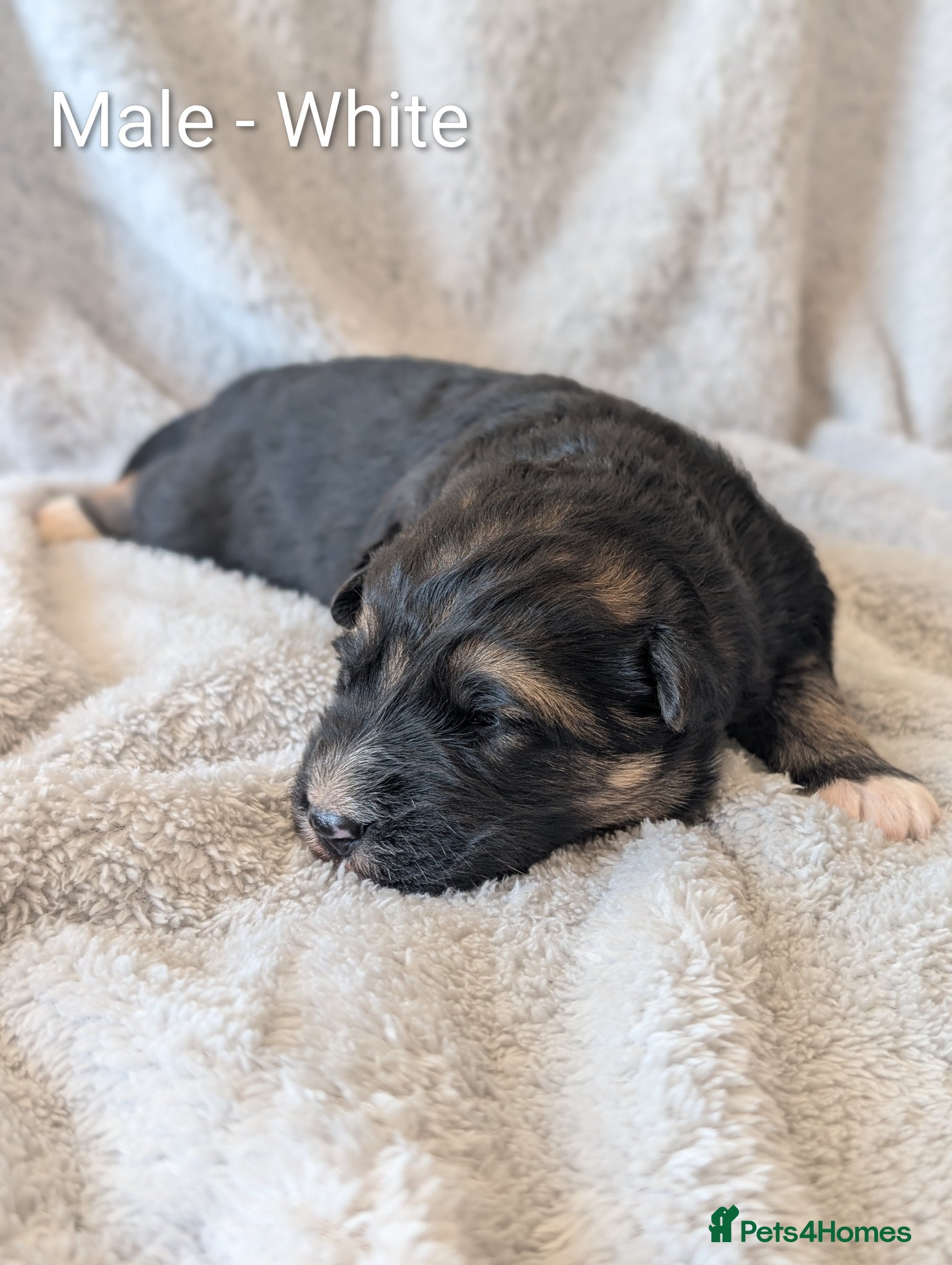 German Shepherd dogs KC Registered German Shepherd Puppies 🐾  - Advert 11