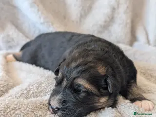 German Shepherd dogs KC Registered German Shepherd Puppies 🐾 - Advert 11