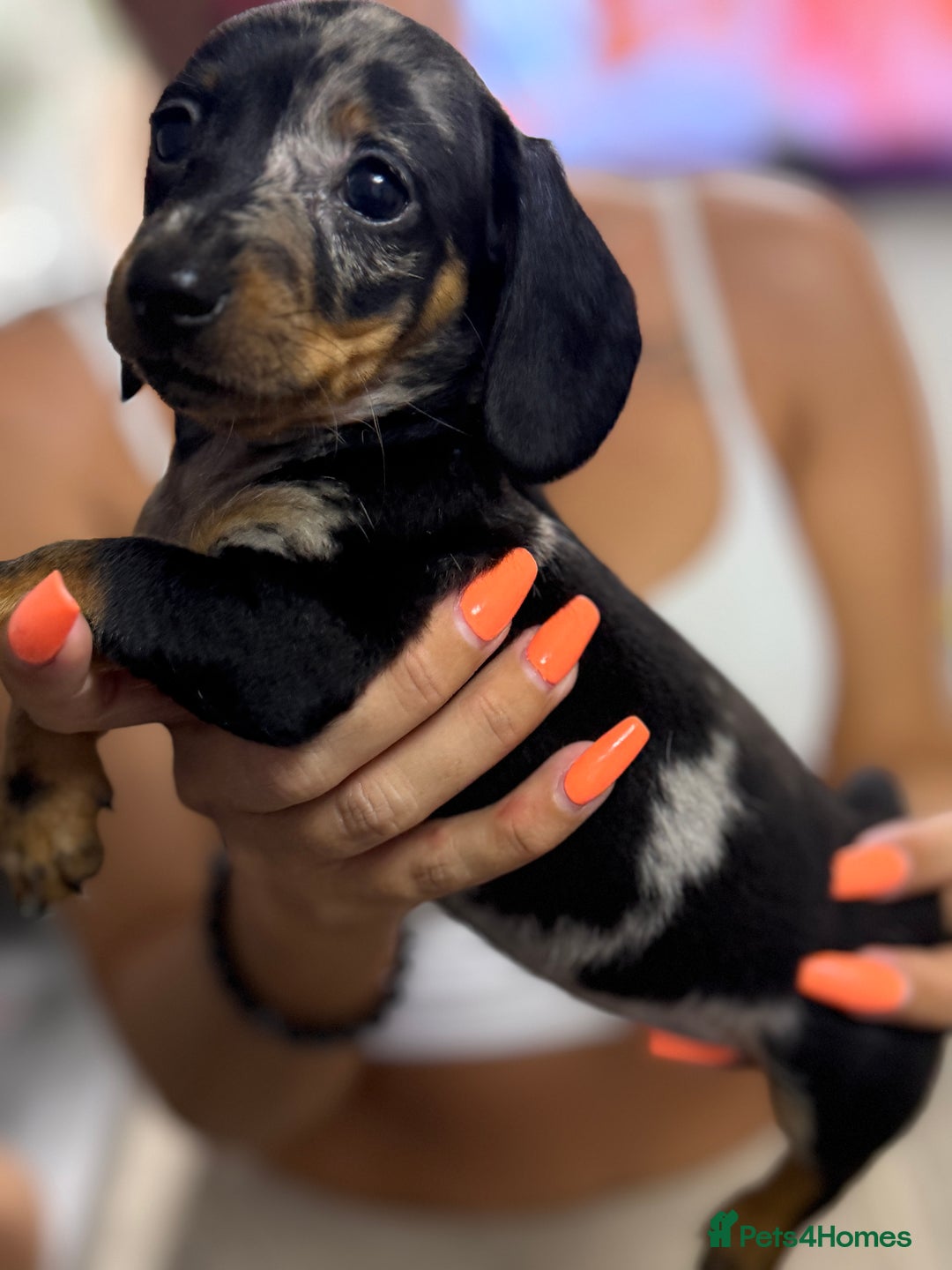 Miniature Dachshund dogs for sale: 7 stunning miniature dachshund puppies - Image 4