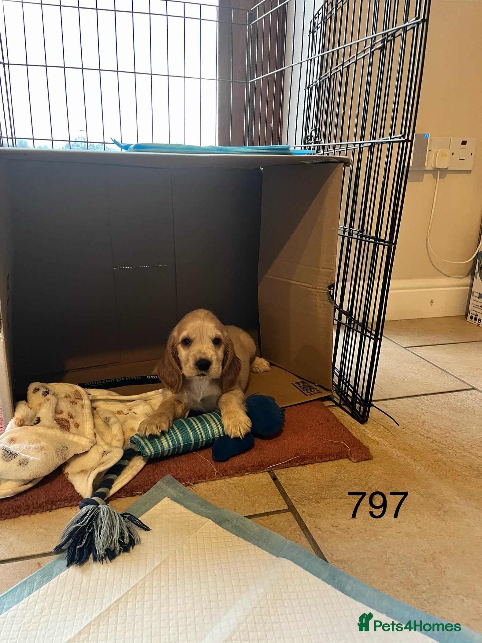 Cocker Spaniel dogs Beautiful Golden Show Cocker Spaniel Puppies.  - Advert 2