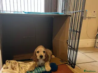 Cocker Spaniel dogs Beautiful Golden Show Cocker Spaniel Puppies. - Advert 2