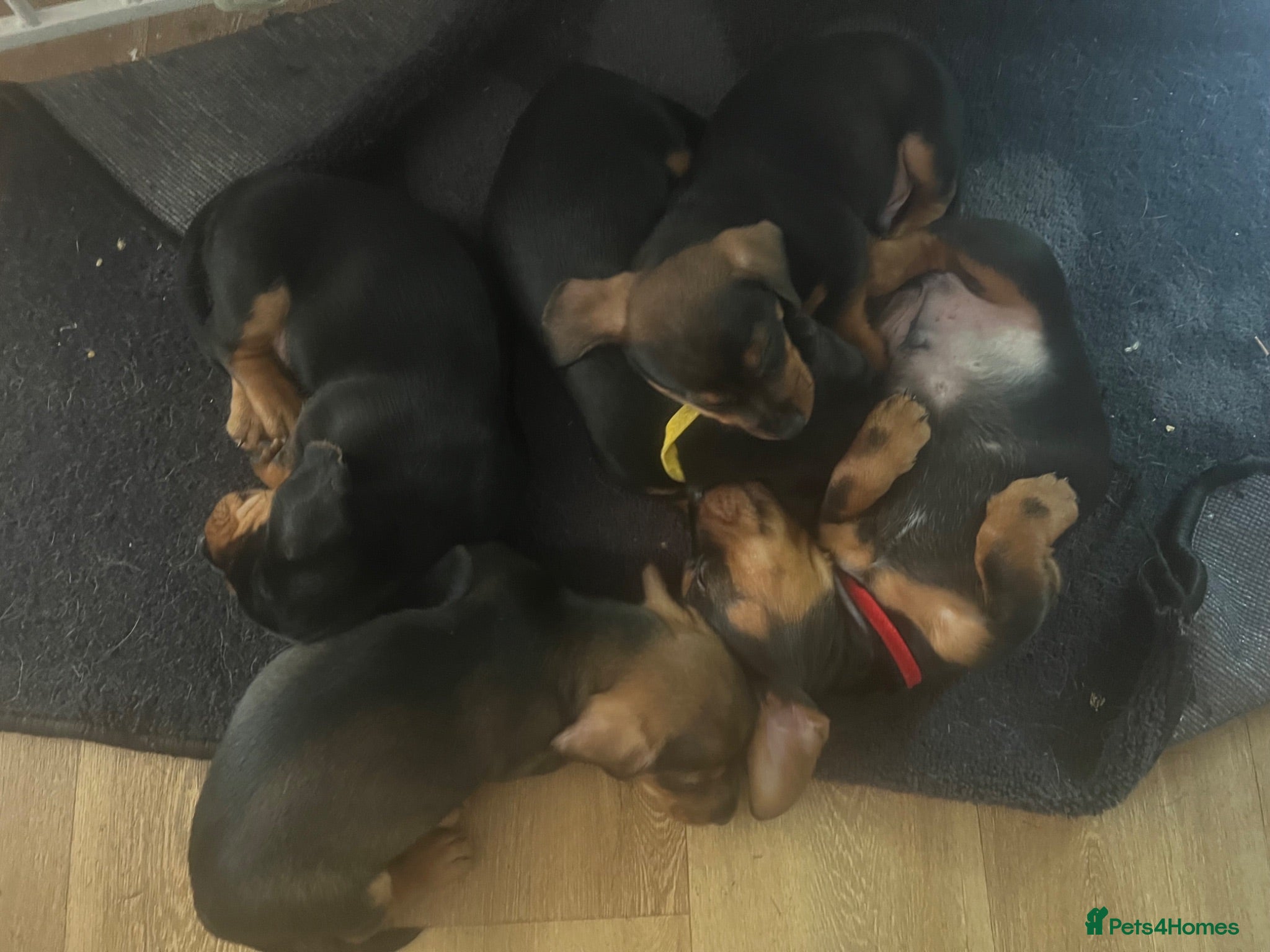 Miniature Dachshund dogs ONLY 2 LEFT Rescue Puppies Rough haired / Smooth - Advert 17