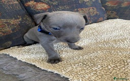 Whippet dogs for sale: KC Reg Blue whippet puppies - Image 12