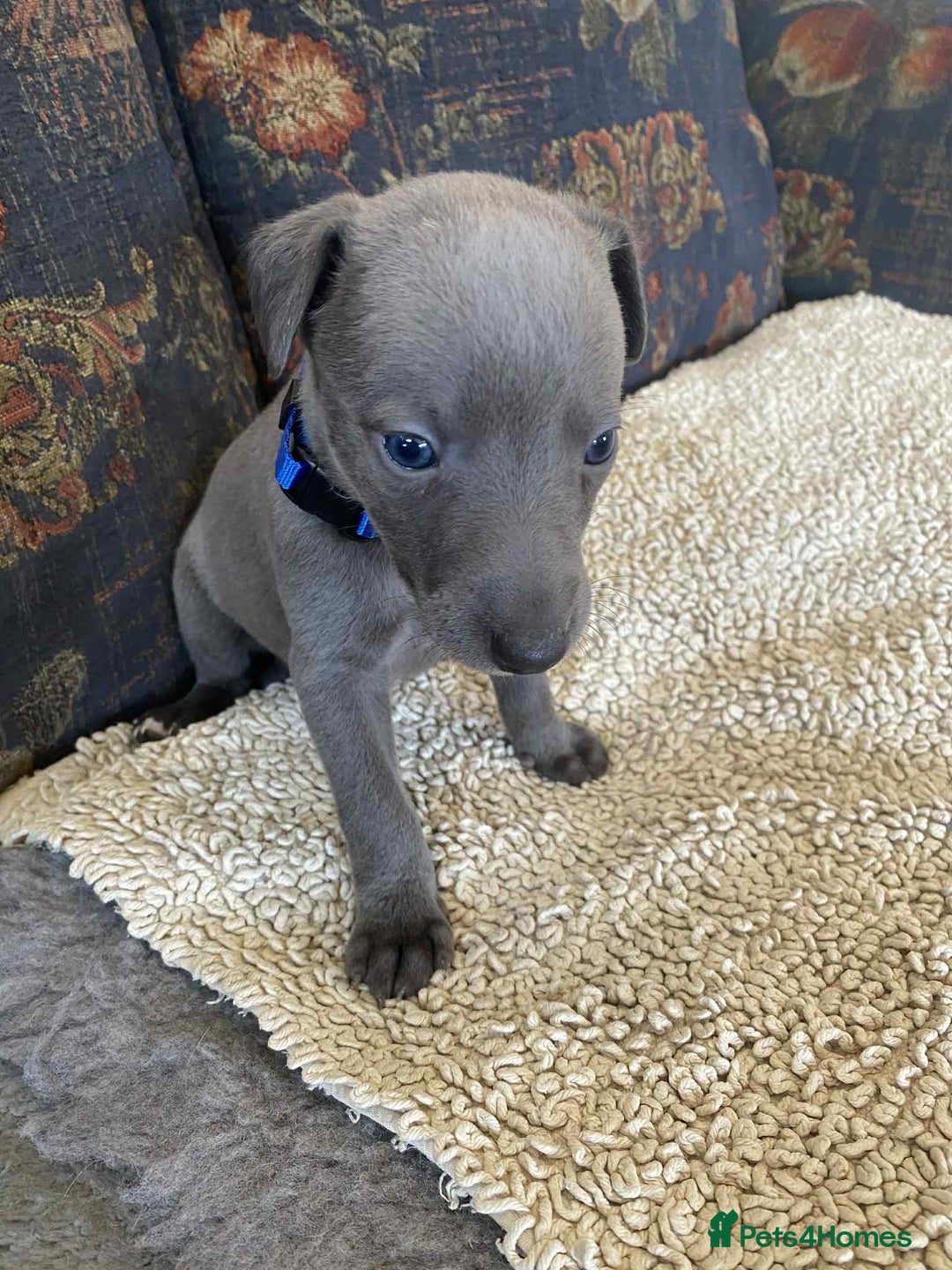 Whippet dogs for sale: KC Reg Blue whippet puppies - Image 12
