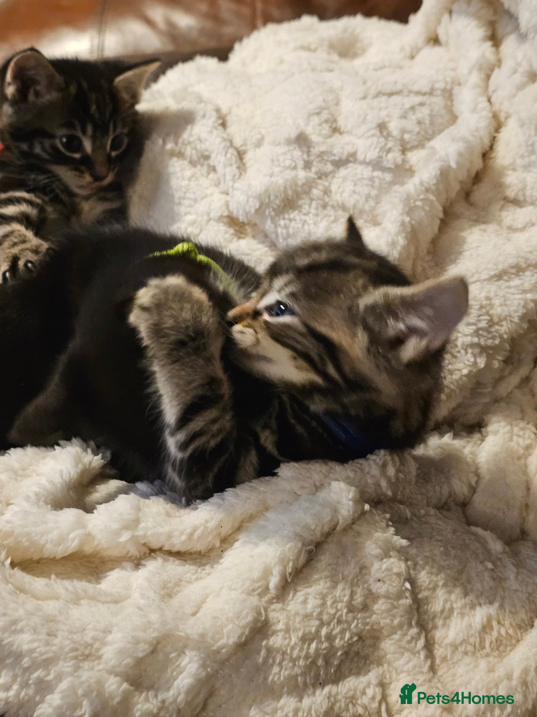 Mixed Breed cats for sale: Friendly Kittens. - Image 9
