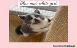 British Shorthair cats for sale: Beautiful GCCF British shorthair kittens - Image 10