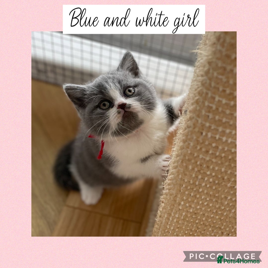 British Shorthair cats for sale: Beautiful GCCF British shorthair kittens - Image 10