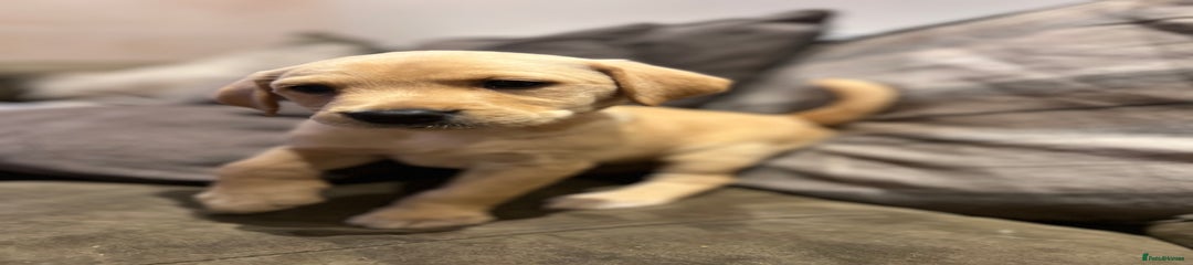 Labrador Retriever Puppy 4