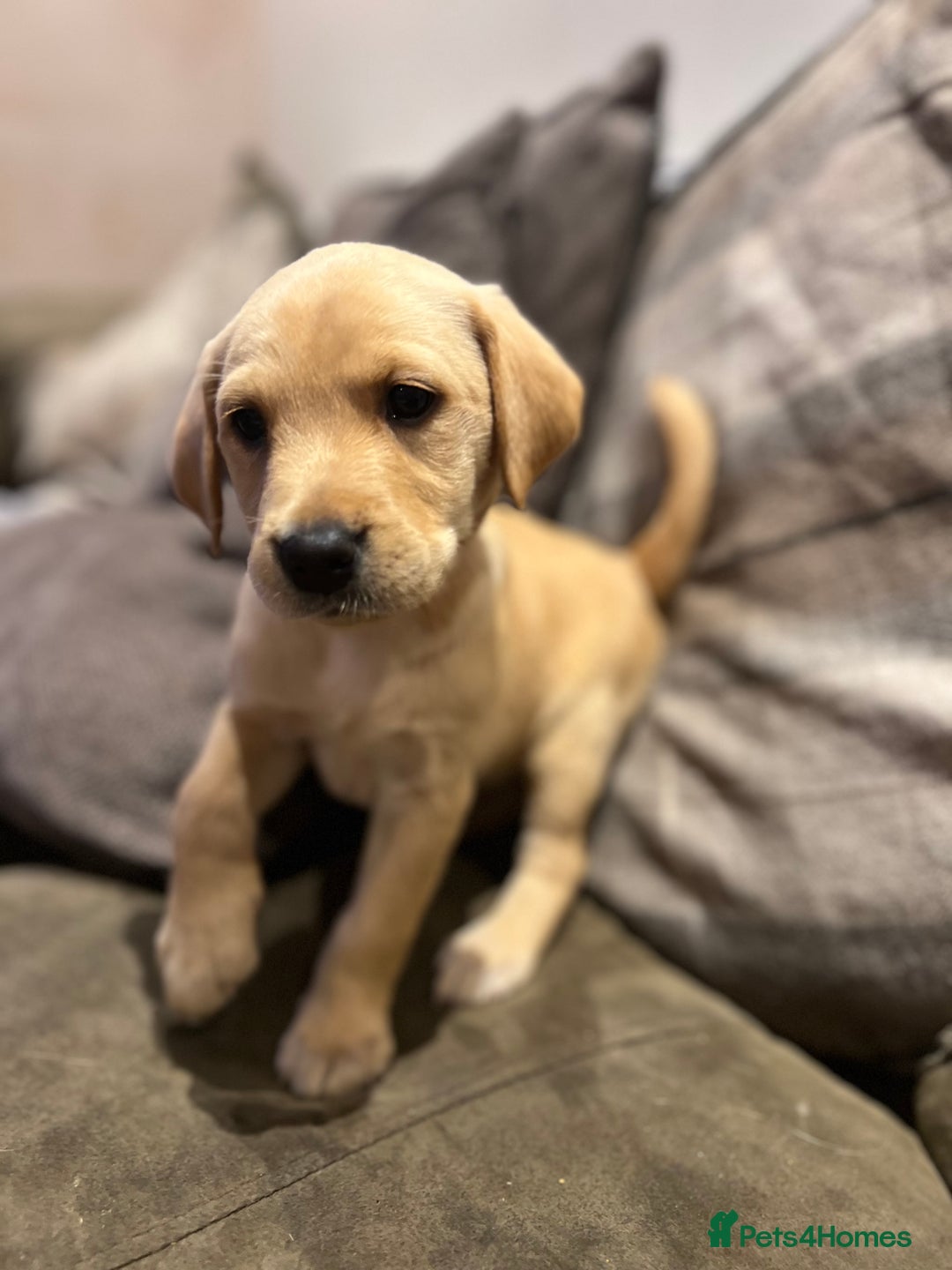 Labrador Retriever dogs for sale: Beautiful healthy puppies ready THIS WEEKEND - Image 13