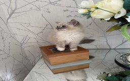Ragdoll cats for sale: Stunning Registered Ragdoll kittens  - Image 3