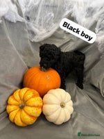 Cavapoochon dogs - Advert 2