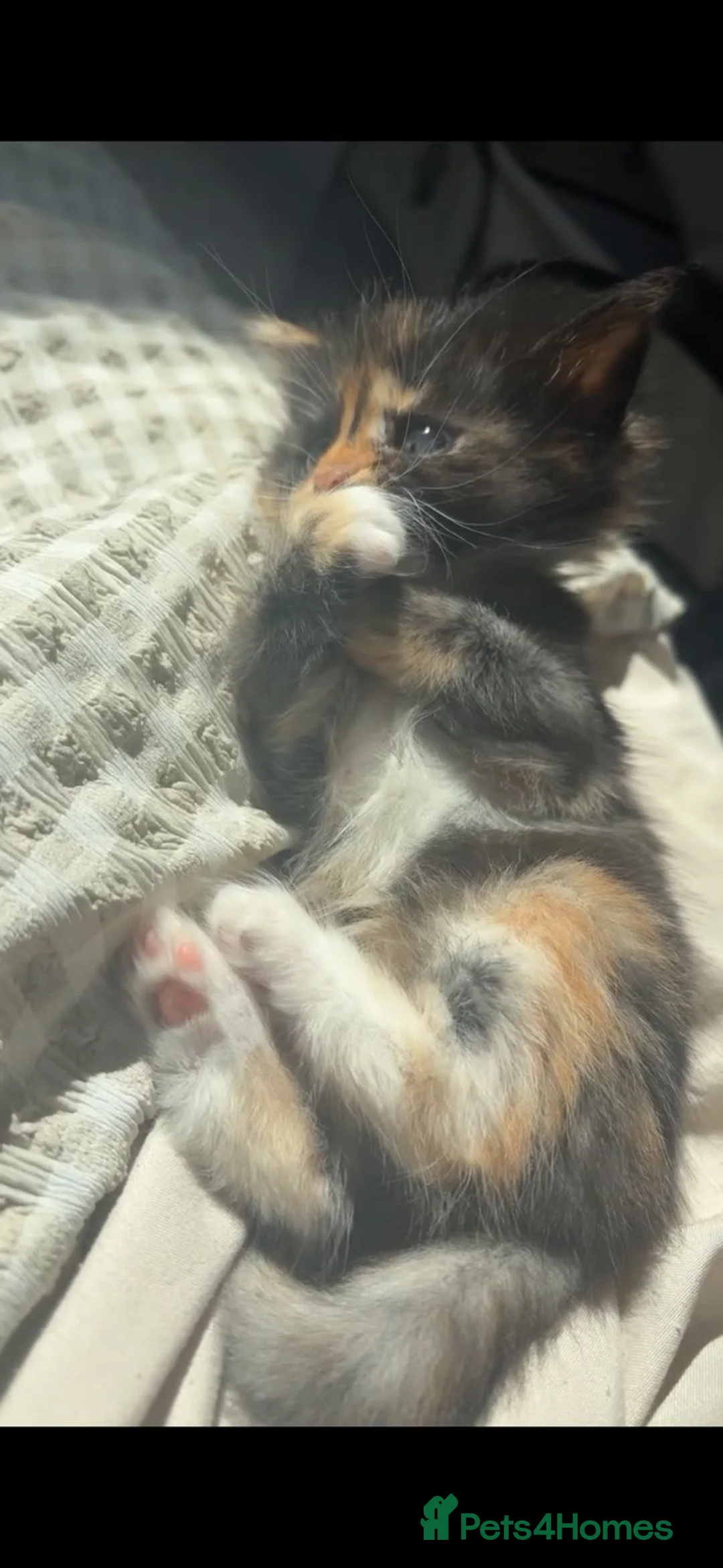 Mixed Breed cats for sale: Beautiful female kitten for sale  - Advert 7