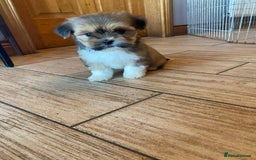 Lhasa Apso dogs for sale: Pure bred Lhasa apso pups  - Image 4