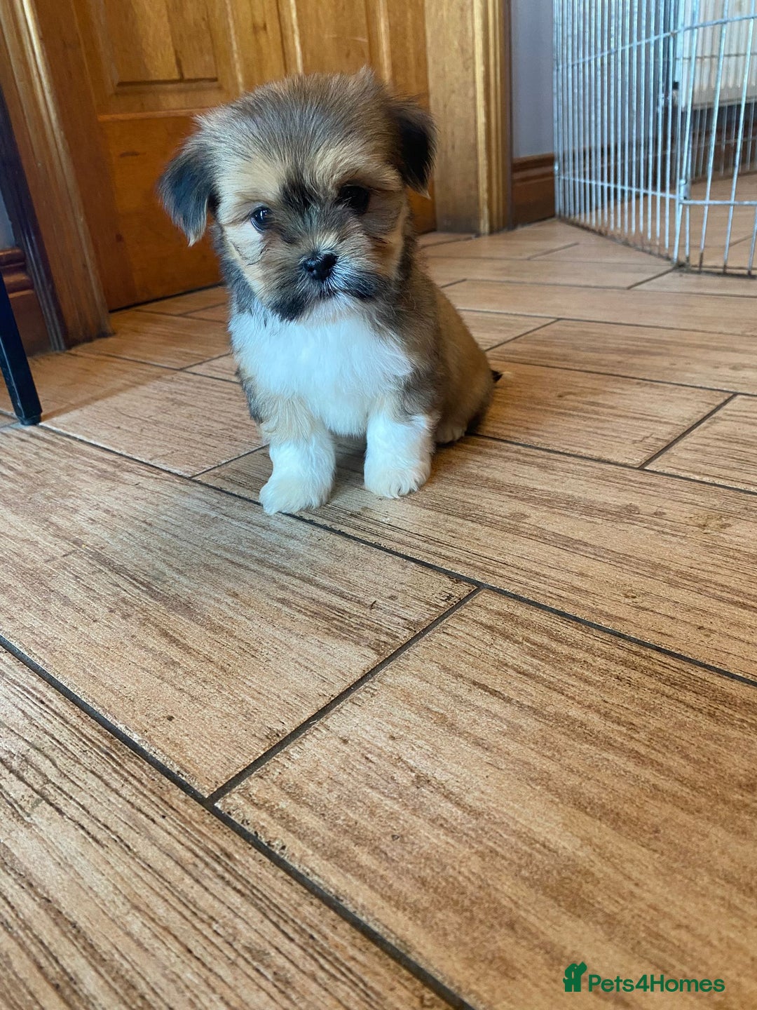 Lhasa Apso dogs for sale: Pure bred Lhasa apso pups  - Image 4