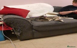Mixed Breed cats for sale: 1 Male, 3x Female kittens - Image 8