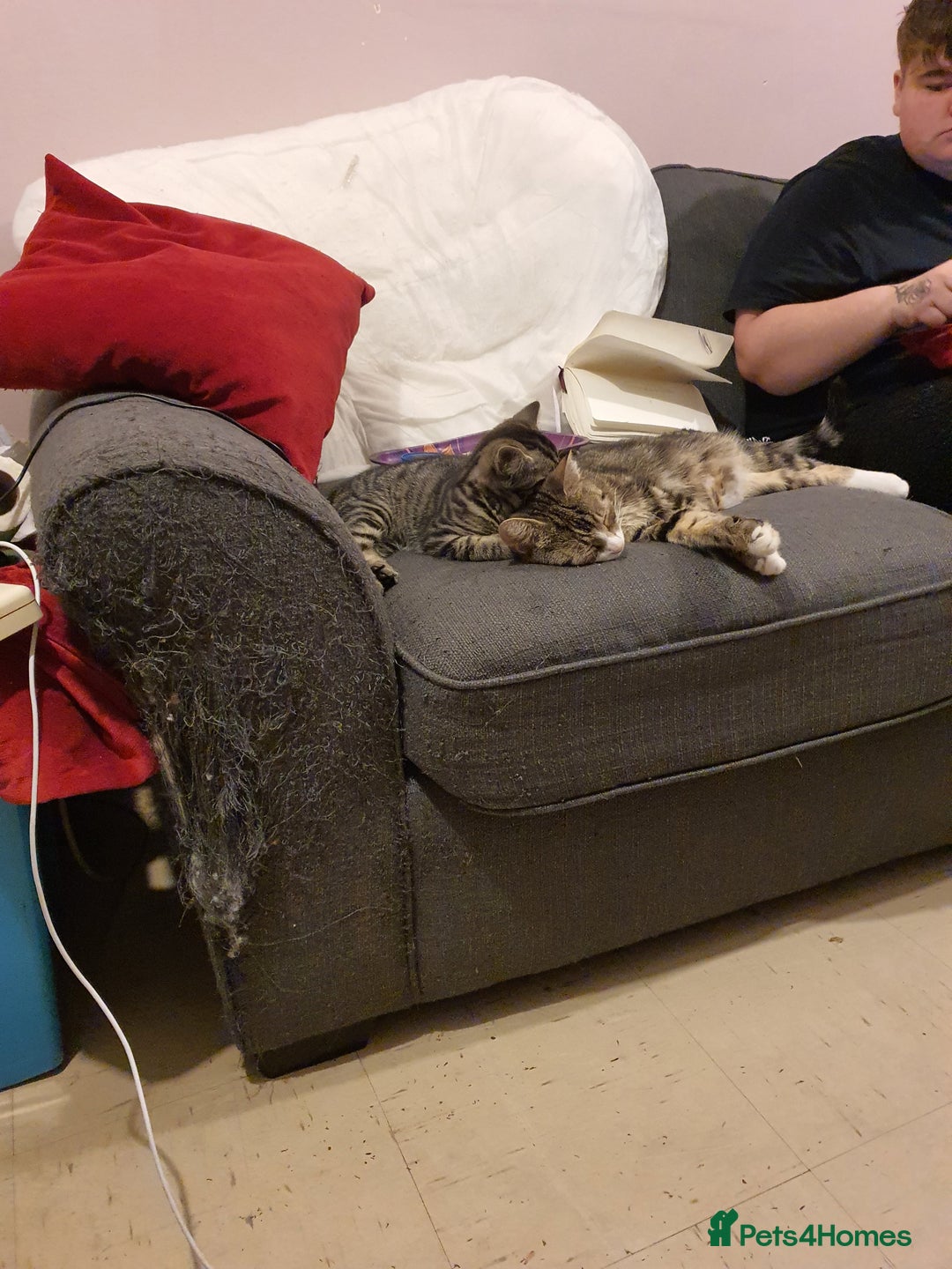Mixed Breed cats for sale: 1 Male, 3x Female kittens - Image 8