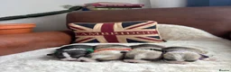 Welsh Corgi Pembroke dogs for sale: Gorgeous Pembrokeshire Corgi Puppies  - Advert 2