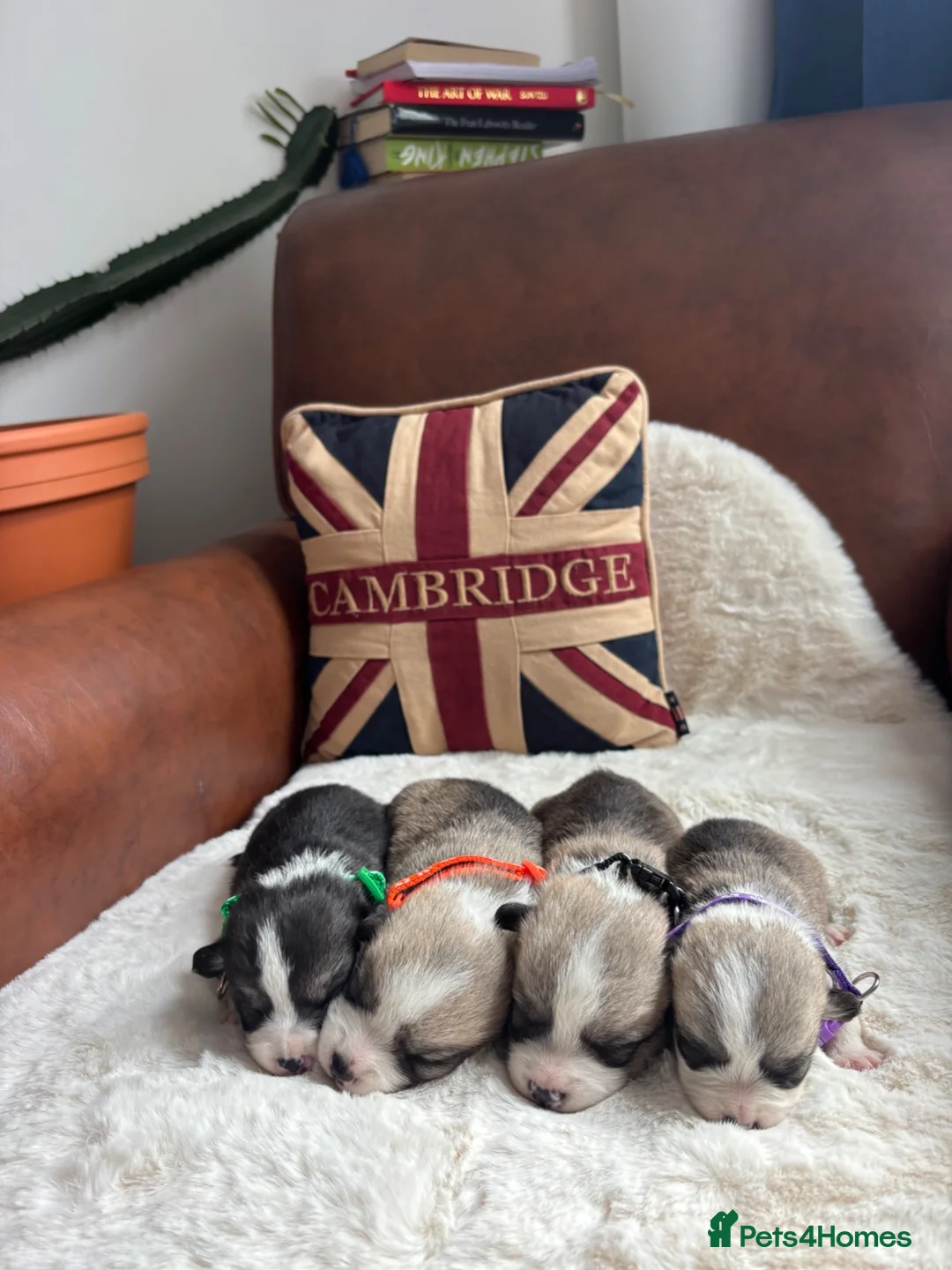 Welsh Corgi Pembroke dogs for sale: Gorgeous Pembrokeshire Corgi Puppies  - Advert 2