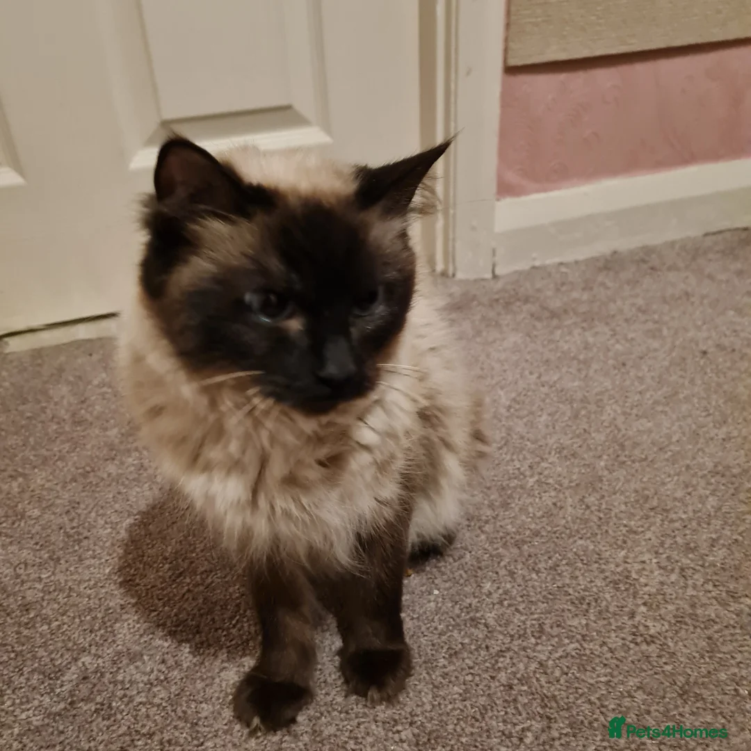 Ragdoll cats for sale: Female Ragdoll  - Advert 4