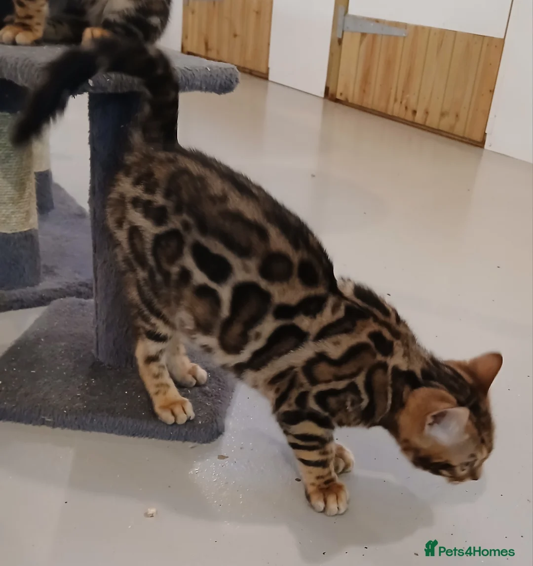 Bengal cats for sale: Beautiful Bengal Boy - Advert 7