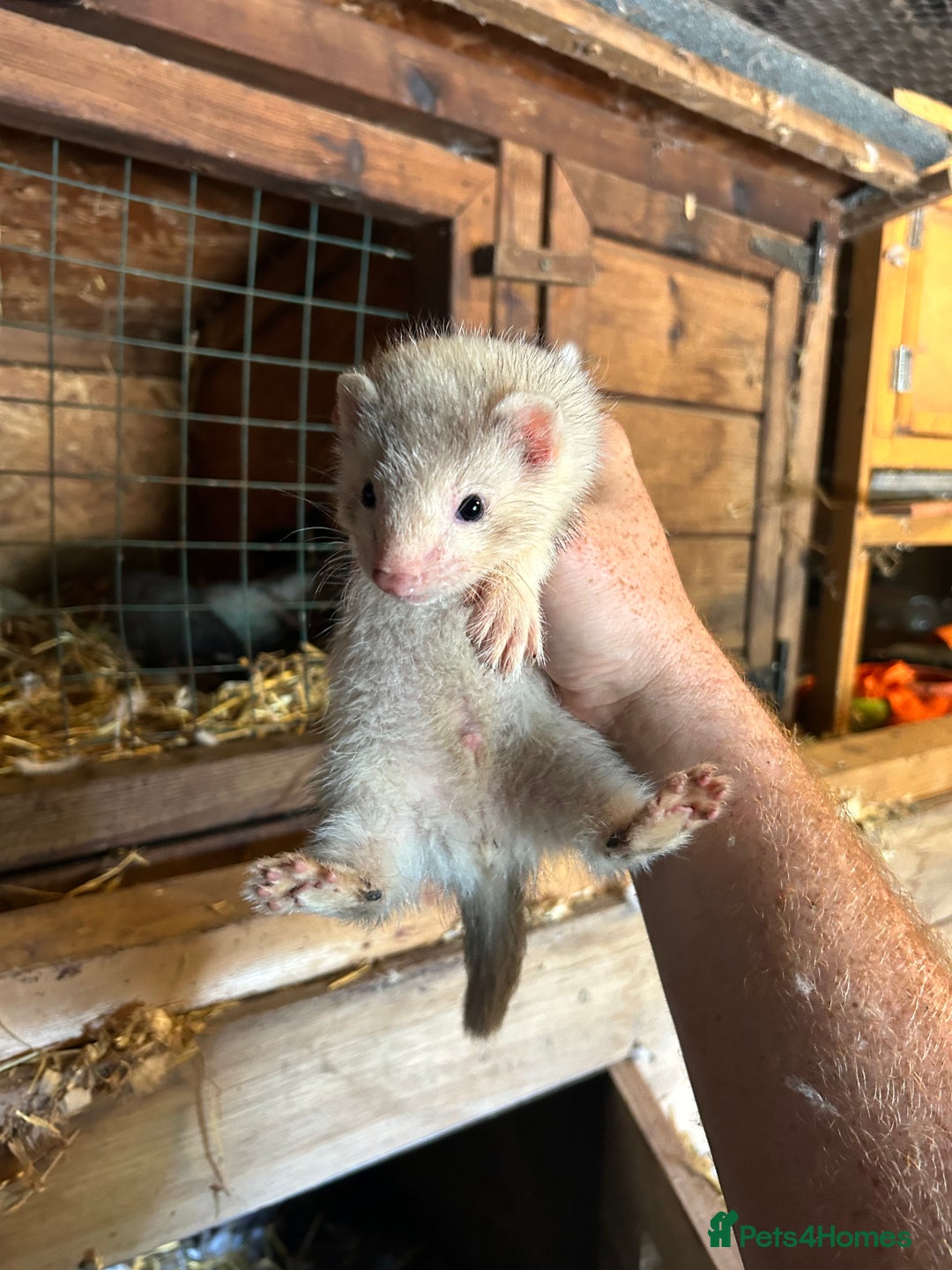 Ferret rodents for sale: Kits for sale  - Image 2
