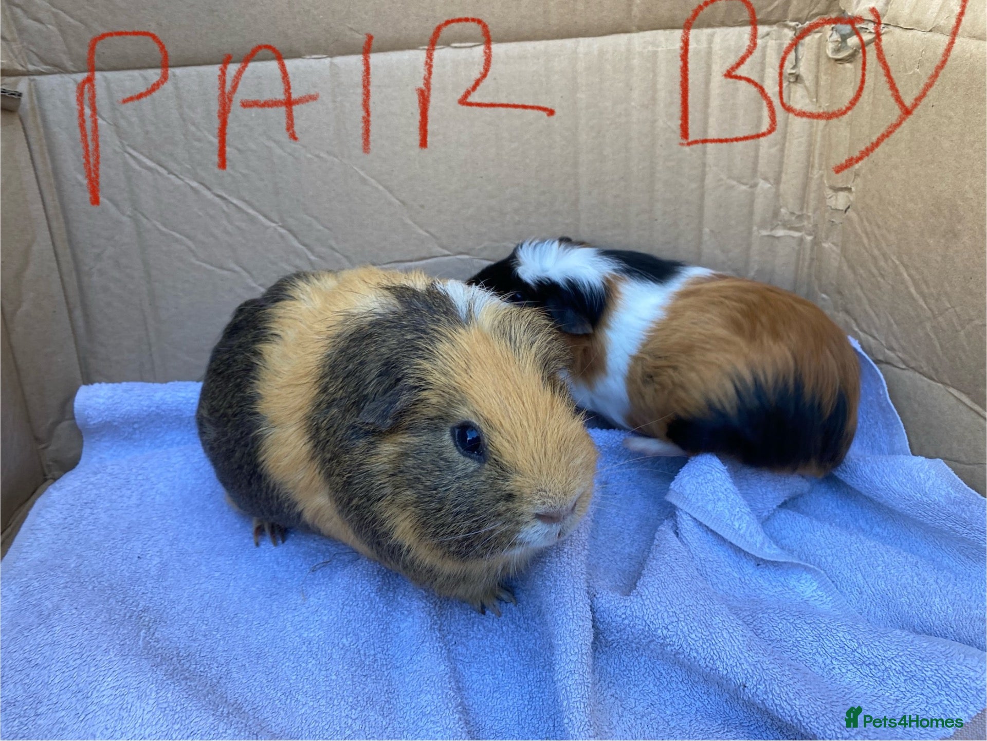 Guinea Pig rodents Guinea pigs  - Advert 1