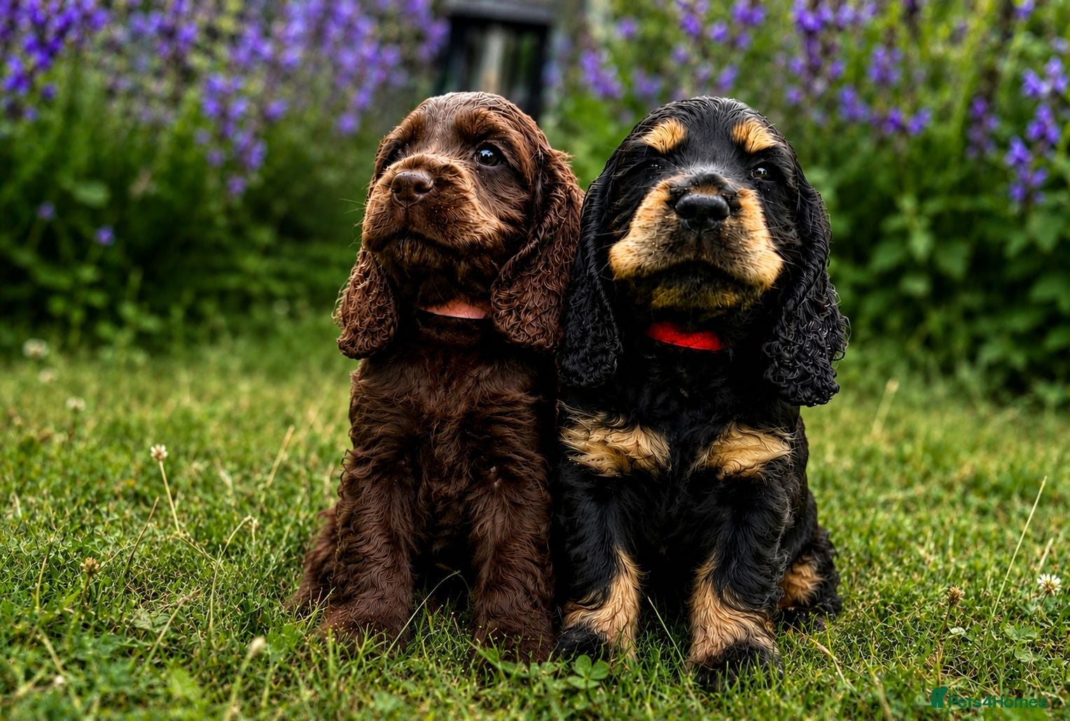 Cocker Spaniel dogs REDUCED!!! READY NOW 🐾 CHUNKY TOP QUALITY PUPS - Advert 2