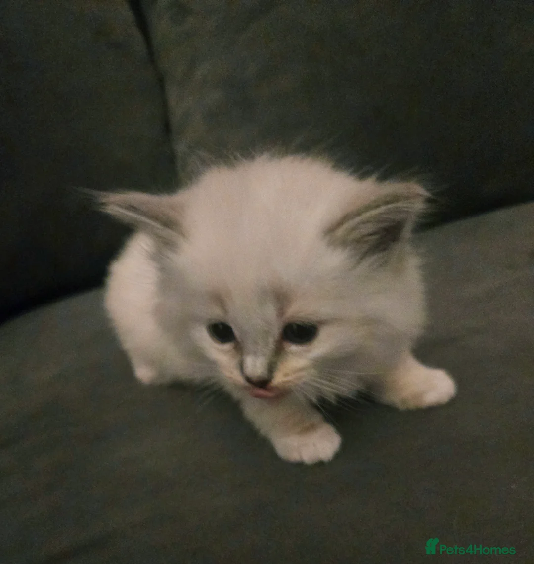 Ragdoll cats for sale: Seven gorgeous purebred ragdoll mitted kittens  - Advert 10