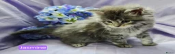 Maine Coon cats for sale: Mainecoons ready now - Advert 23