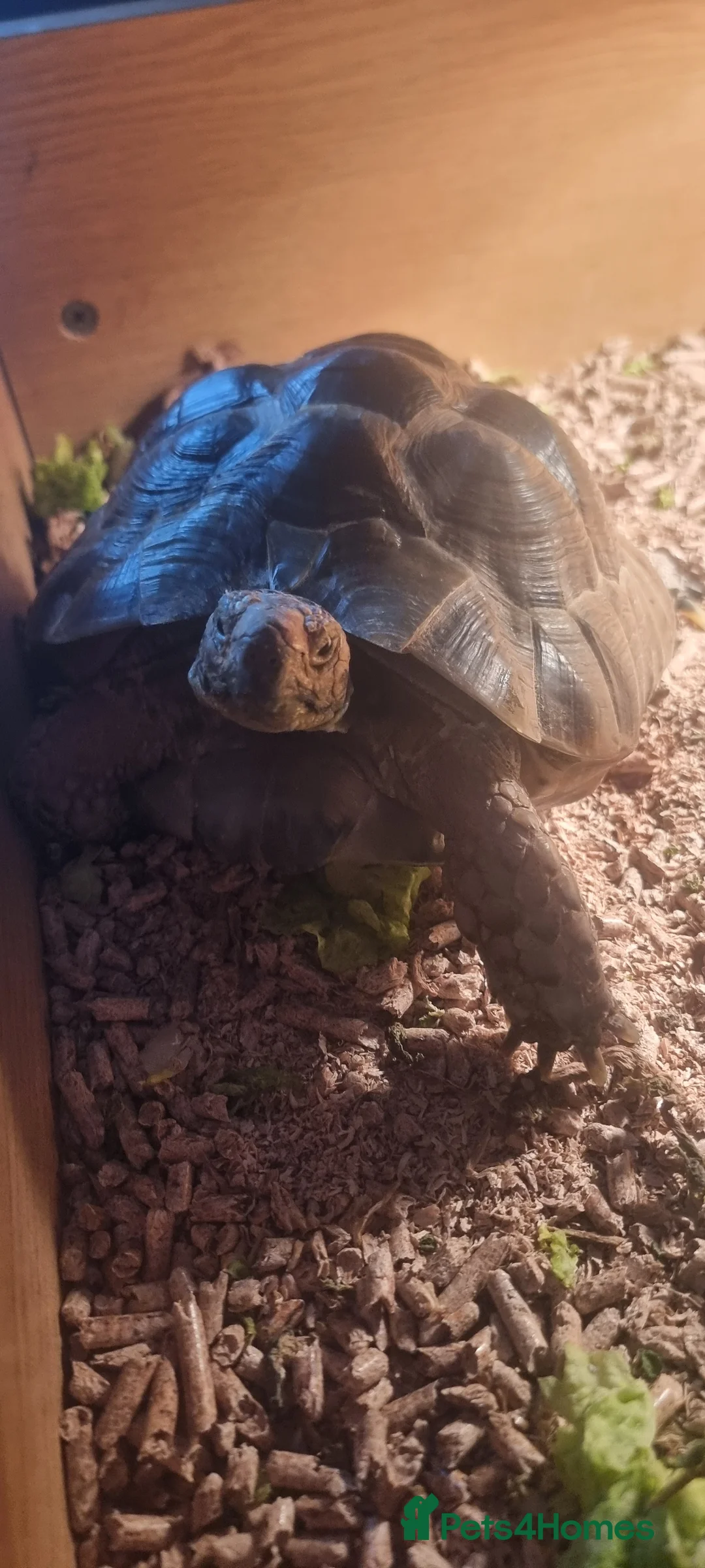Tortoise reptiles for sale: 2 Greek Tortoise with indoor enclosure  in Ebbw Vale - Advert 1