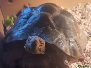 Tortoise reptiles 2 Greek Tortoise with indoor enclosure - Advert 4