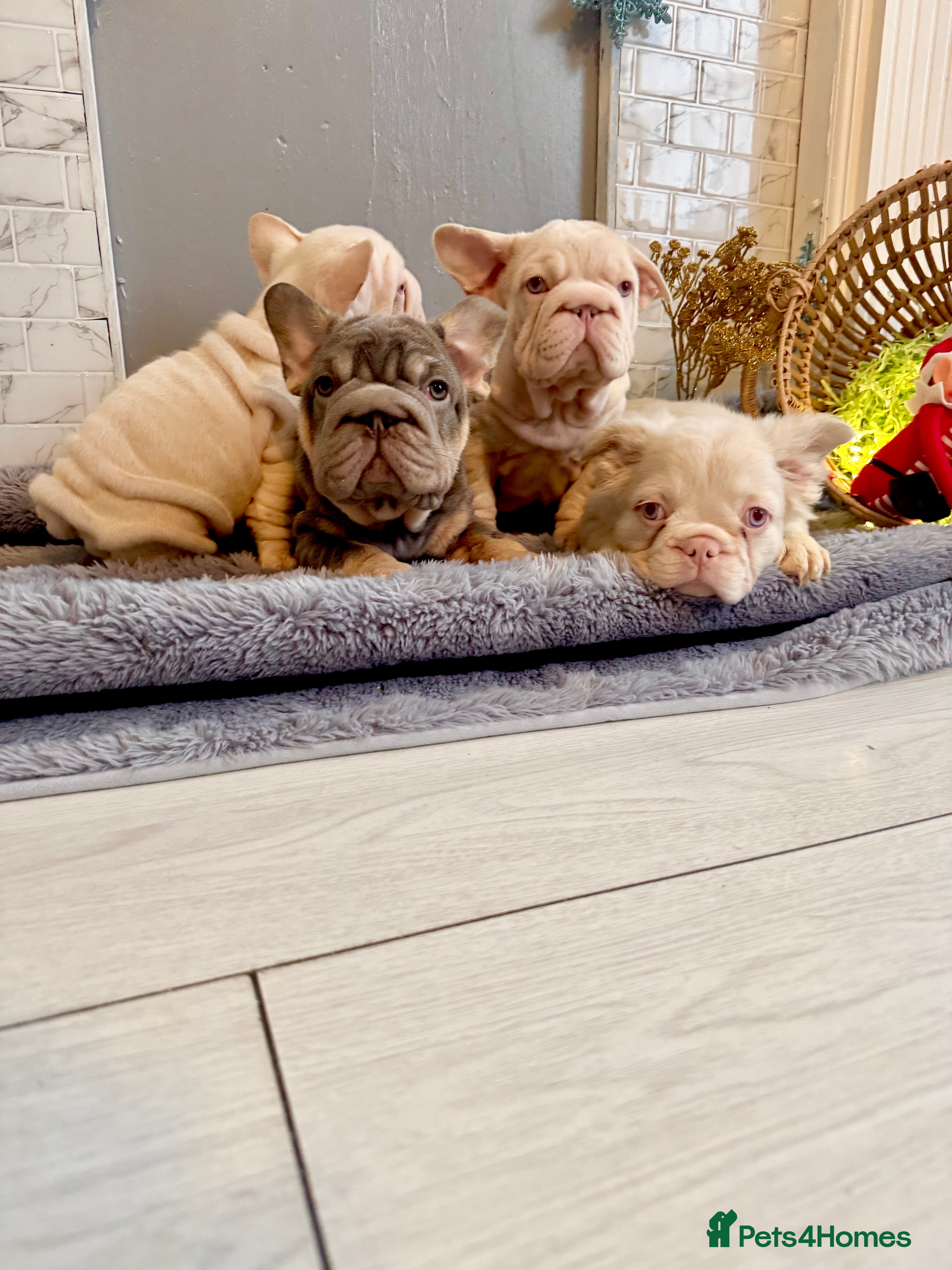 French Bulldog dogs Quality French bulldog puppies - Advert 4