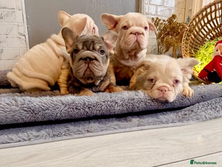French Bulldog dogs Quality French bulldog puppies - Advert 1