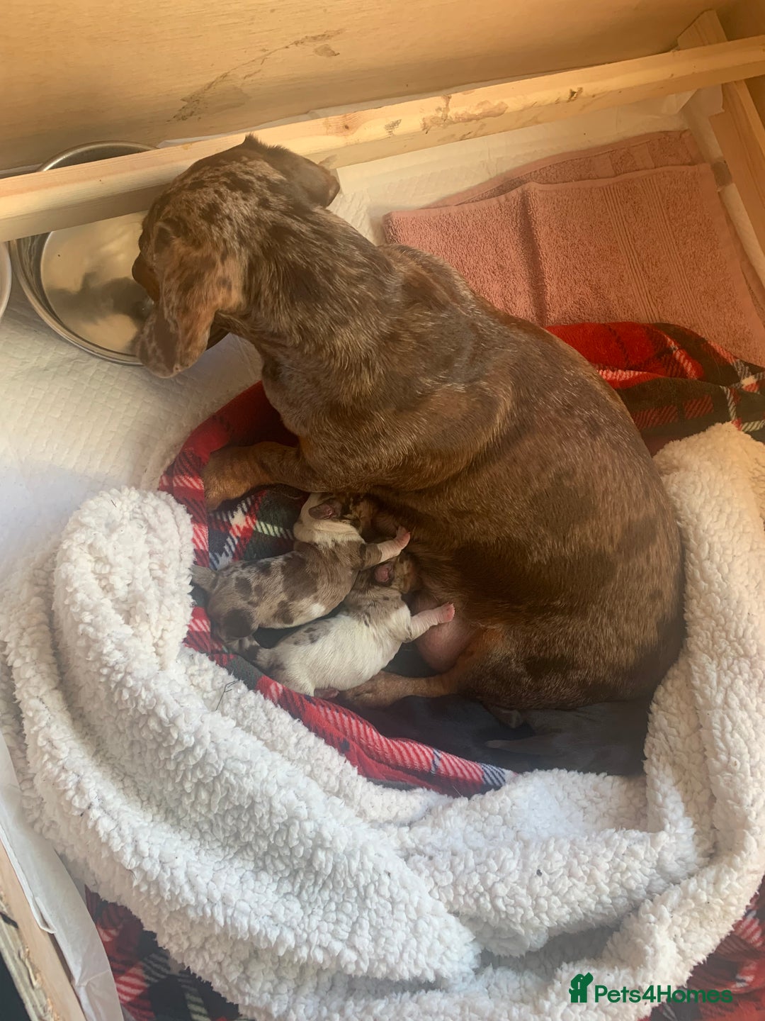 Dachshund dogs for sale: Miniature dachshund pups  - Image 9