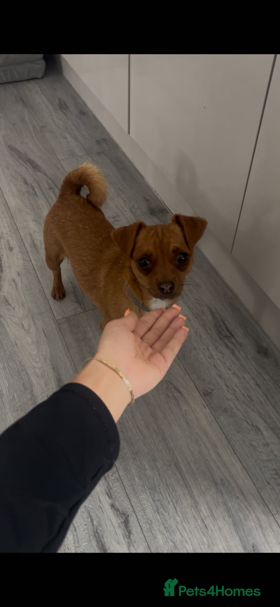 Jack Chi dogs Jack-chi girl to be rehomed !  - Advert 1