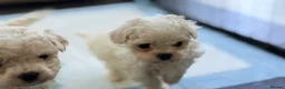 Maltipoo dogs for sale: Asian Toy Maltipoos  - Advert 8