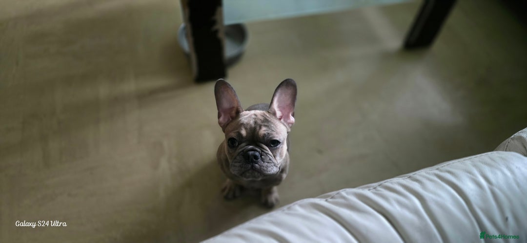French Bulldog dogs for sale: GOLDEN French Bulldog  - Image 6