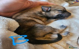 Huskita dogs for sale: Husky x akita puppys - Image 10