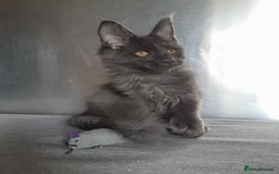 Maine Coon cats for sale: solid boys polydact maine coon  - Image 6