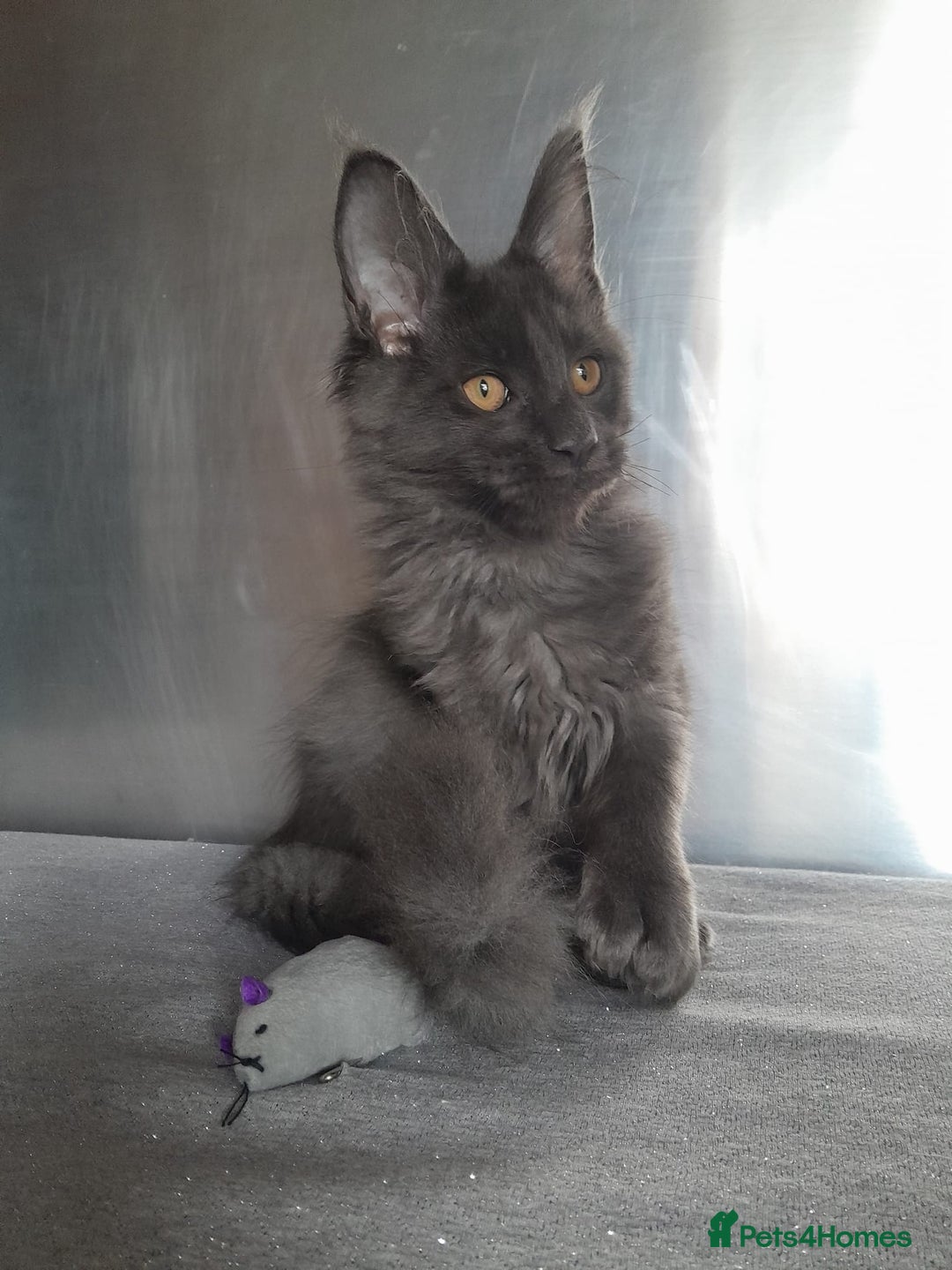 Maine Coon cats for sale: solid boys polydact maine coon  - Image 6