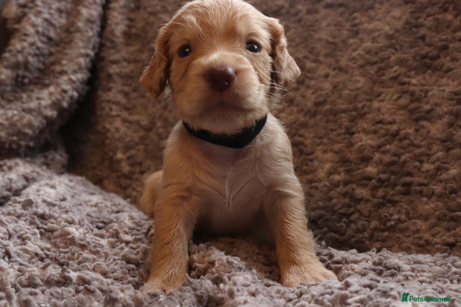 Cocker Spaniel dogs Stunning working cocker spaniel puppys 3 boys left - Advert 1