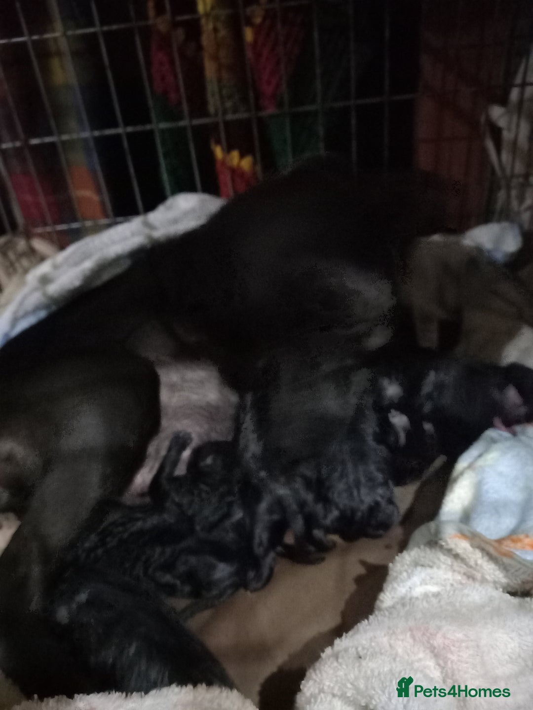 Patterdale Terrier dogs for sale: Super cute good strong healthy pups - Image 3