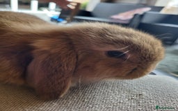 Mini Lop rabbits for sale: Mini Lop Bunnies Ready to leave shortly - Image 3