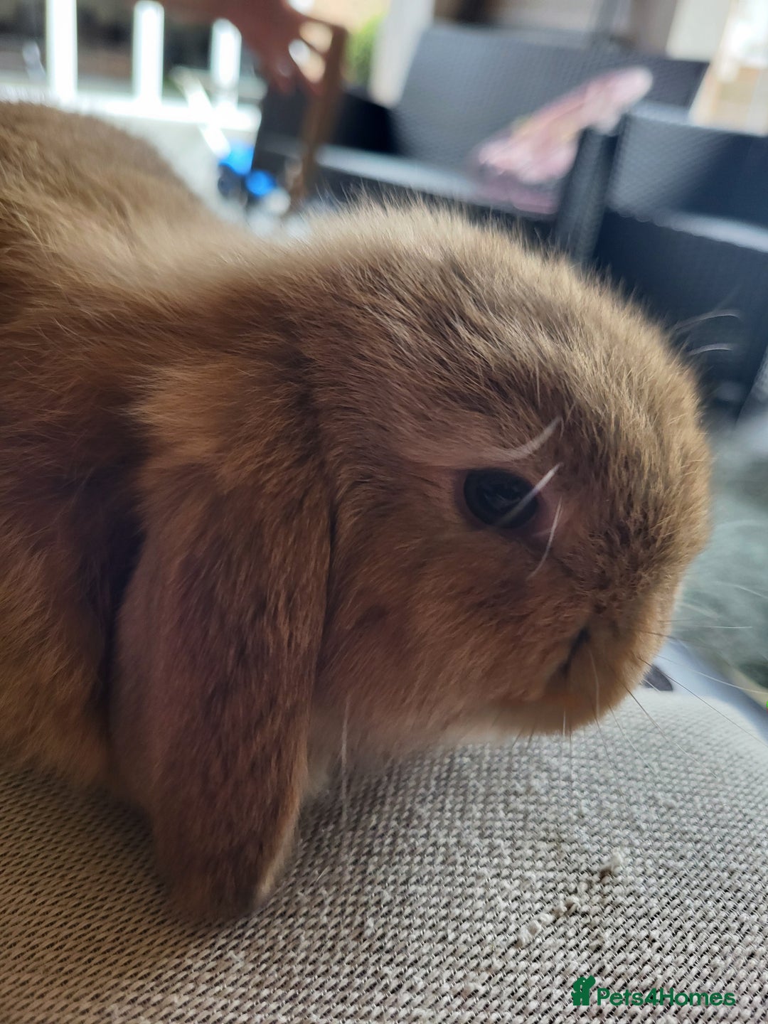 Mini Lop rabbits for sale: Mini Lop Bunnies Ready to leave shortly - Image 3