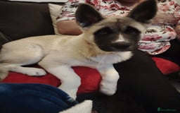 Akita dogs for sale: American akita sky  - Image 2
