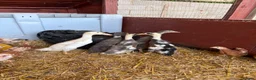 Ducks poultry for sale: 5 Mixed Breed Duckling’s - Advert 1
