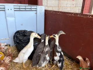 Ducks poultry 5 Mixed Breed Duckling’s - Advert 4