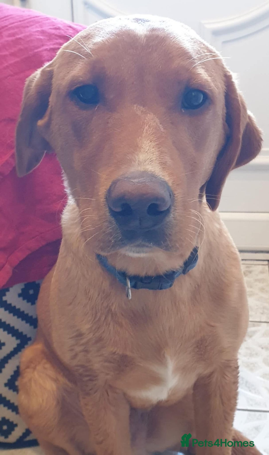 Labrador Retriever dogs for sale: fox red labrador retriever Male - Image 4