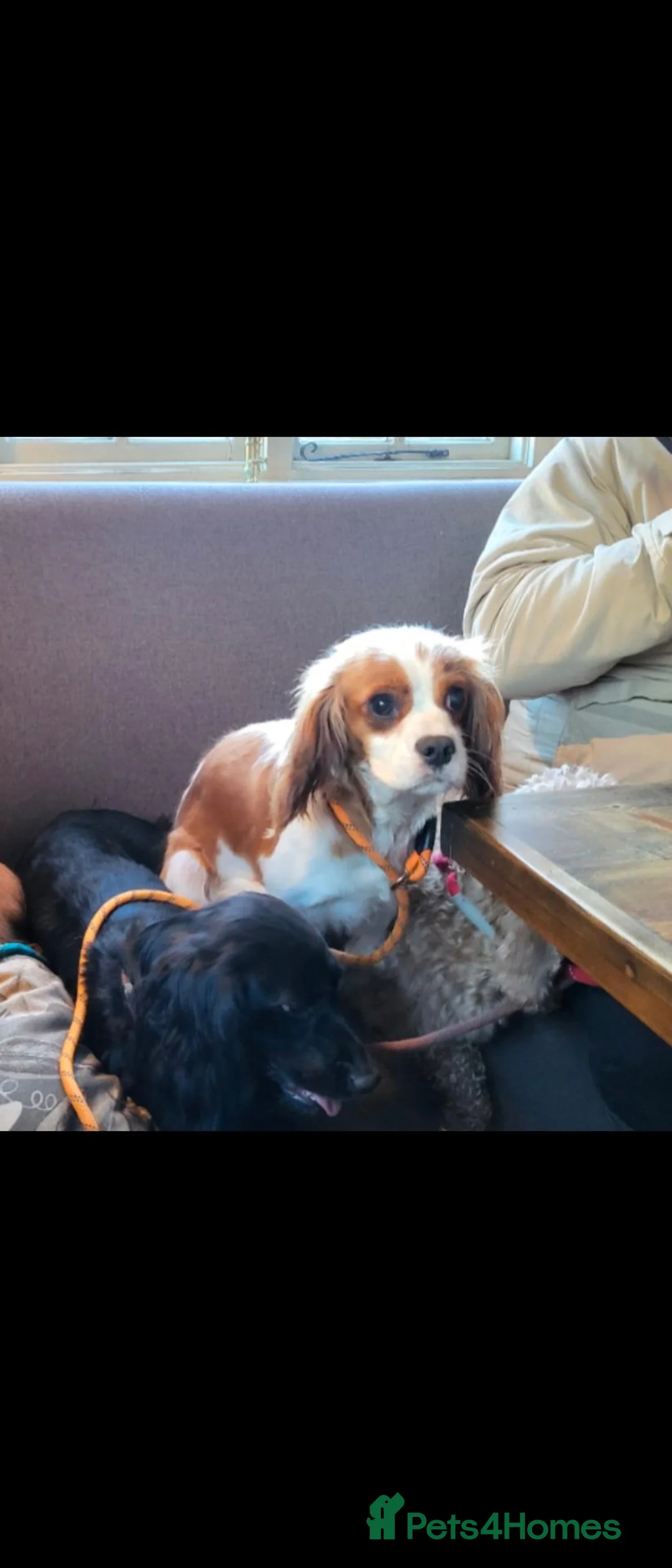 Cavalier King Charles Spaniel dogs for sale: Beautitful cavalier puppies - Advert 2